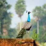 a peacock standing on top of a brick wall