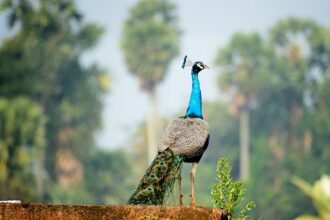 a peacock standing on top of a brick wall