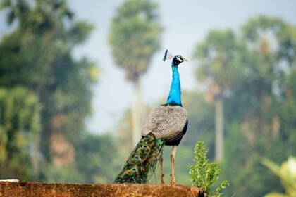 a peacock standing on top of a brick wall