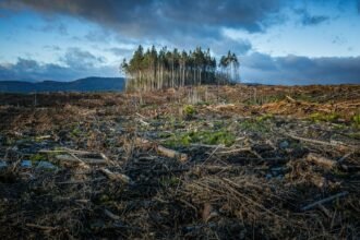 A small cluster of tall trees surrounded by a vast area of cleared forest